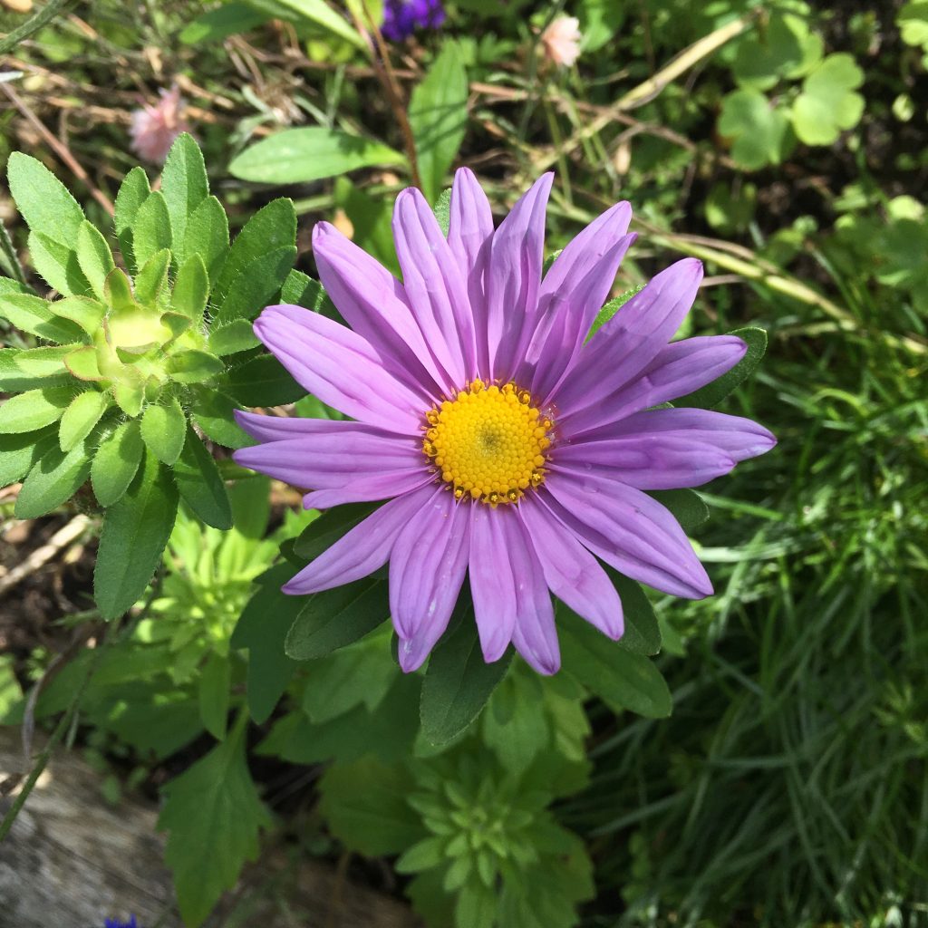 Aster
