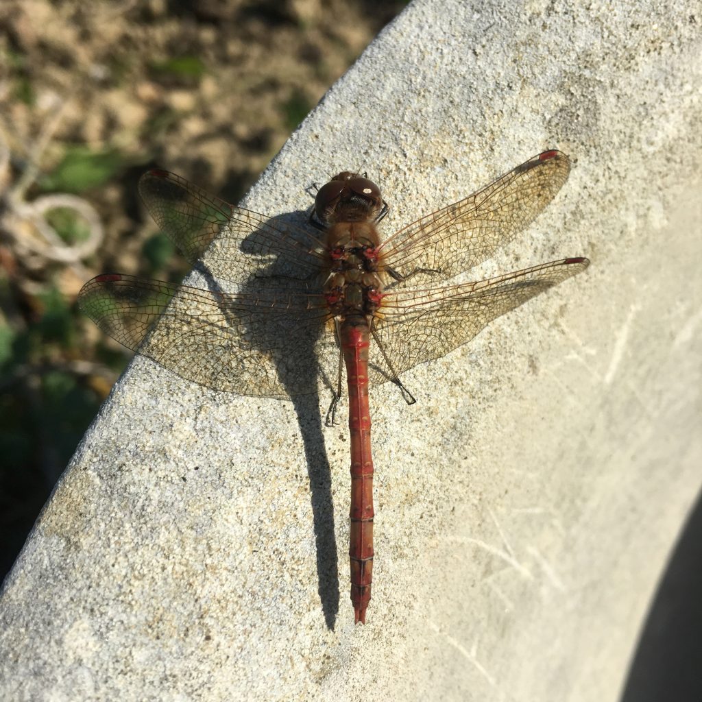 Dragonfly