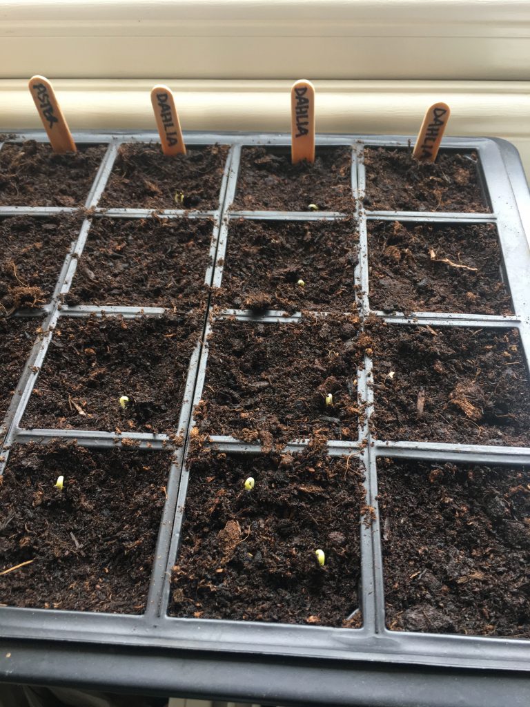 Dahlias