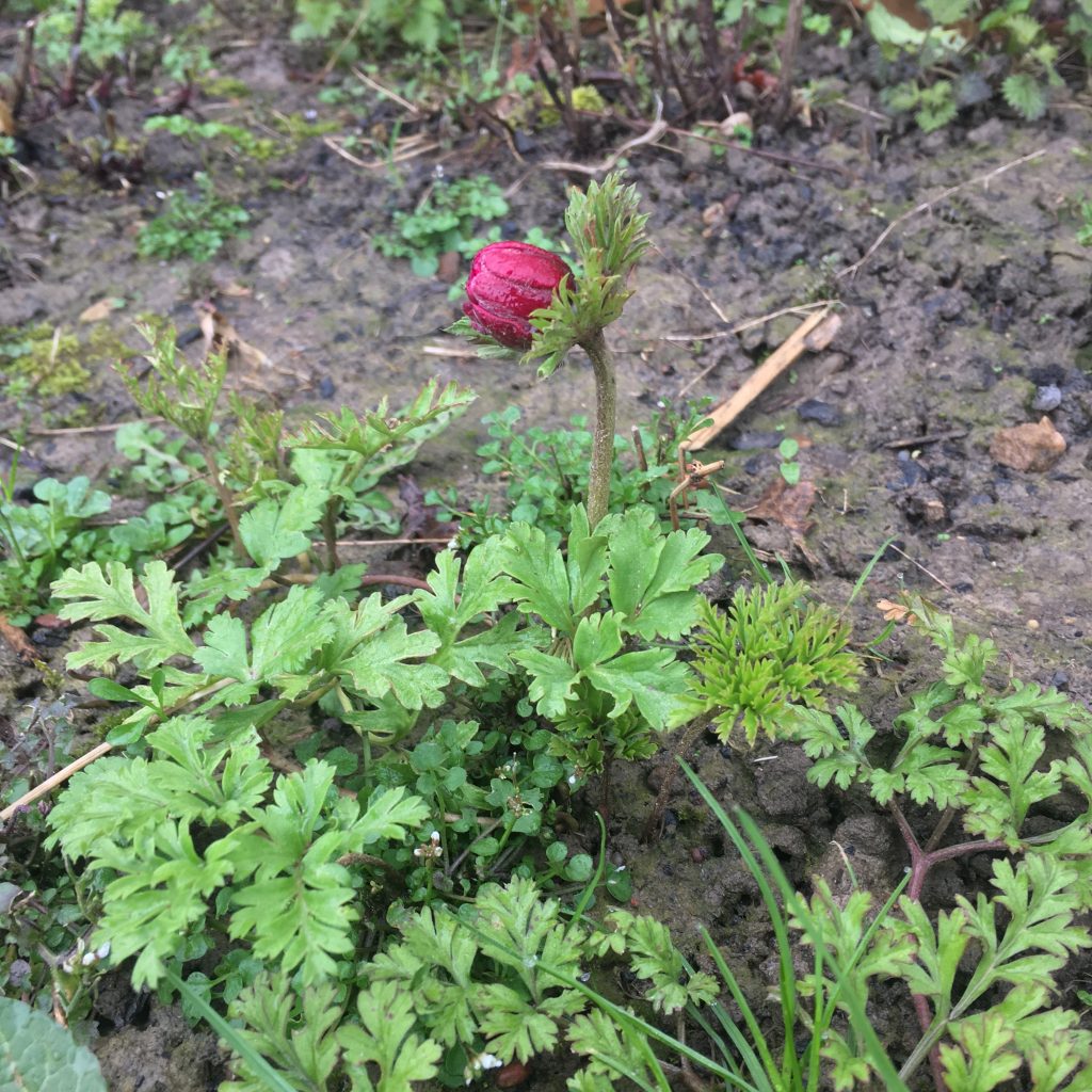 Anemone