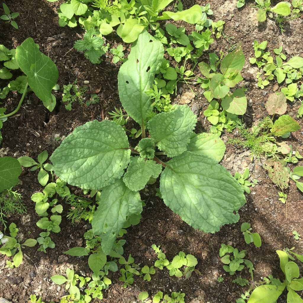 Mystery plant