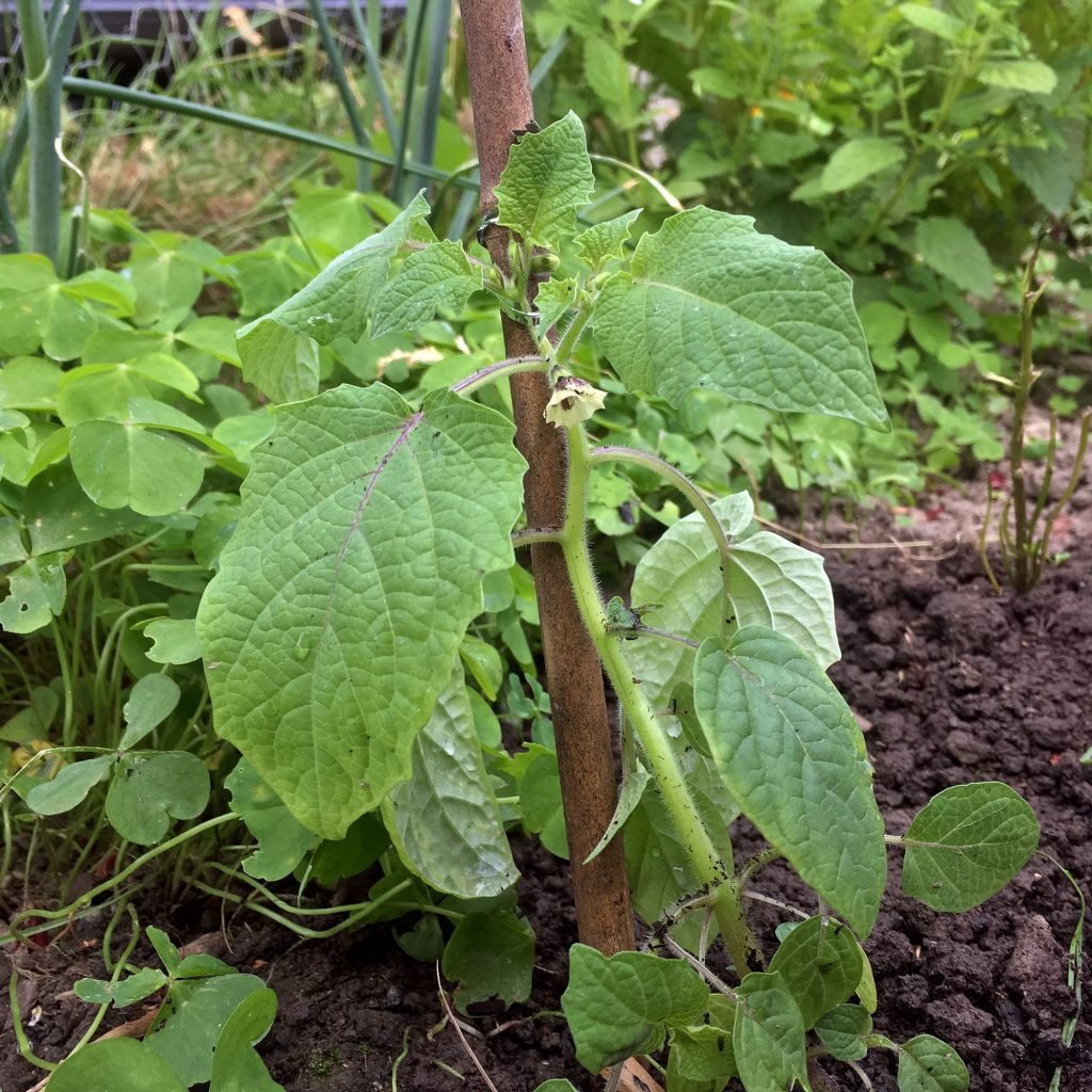 Physalis