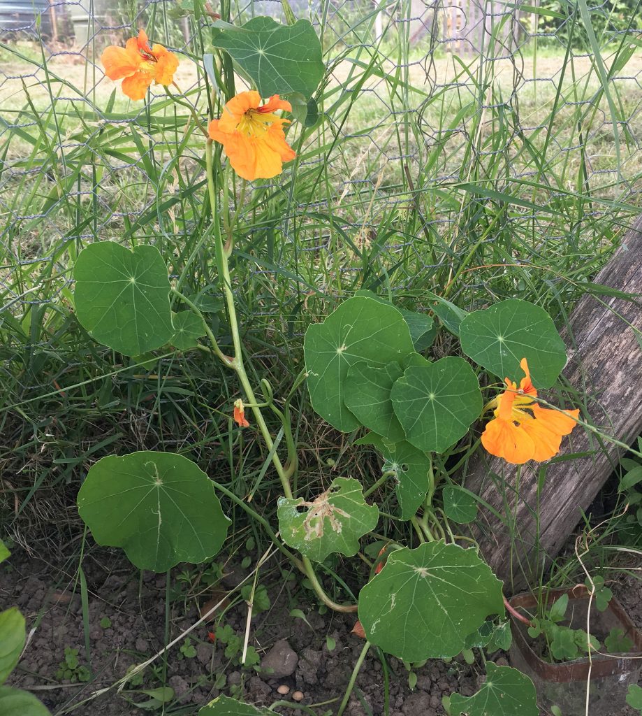 Nasturtium