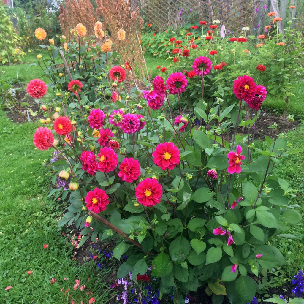Dahlias