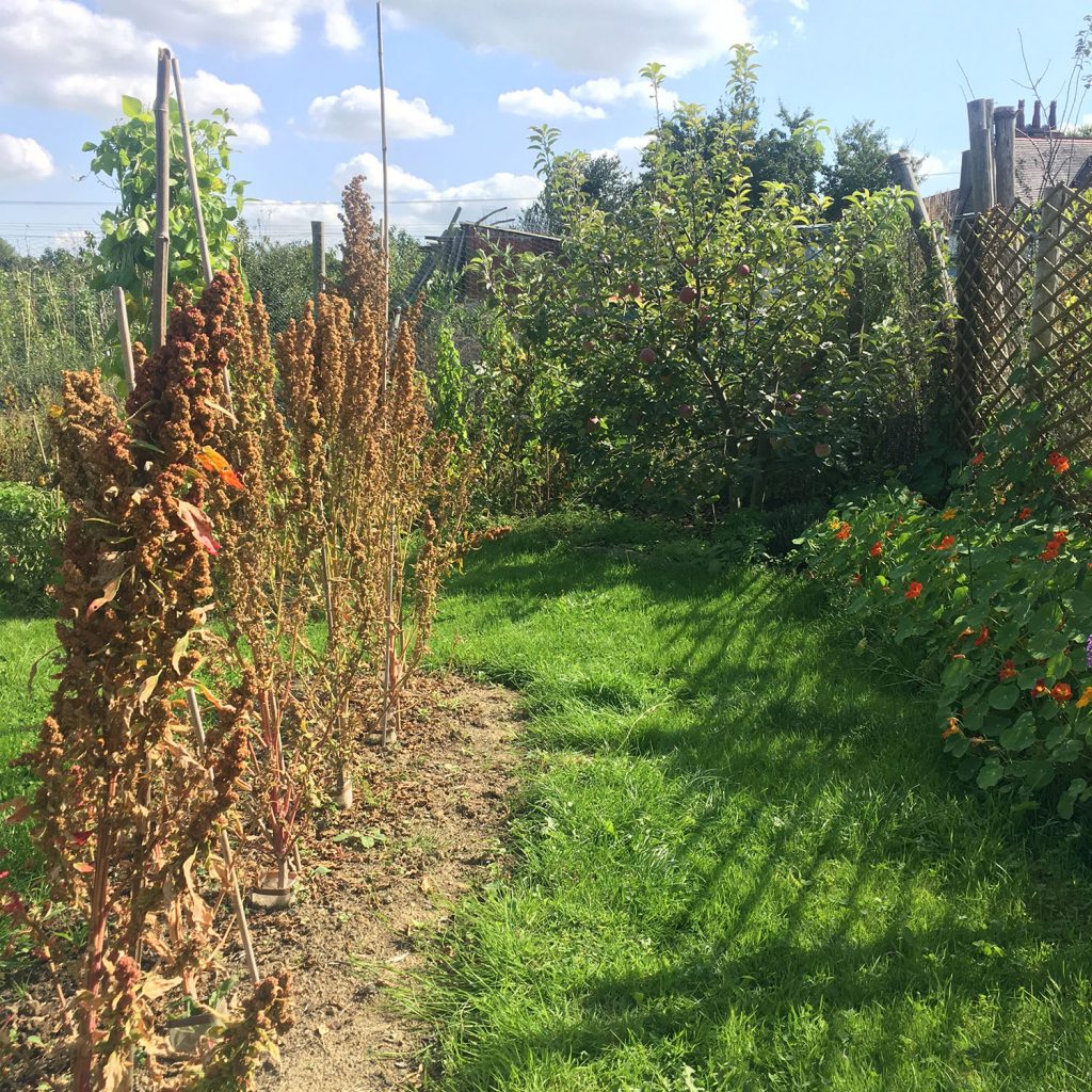 Quinoa changing