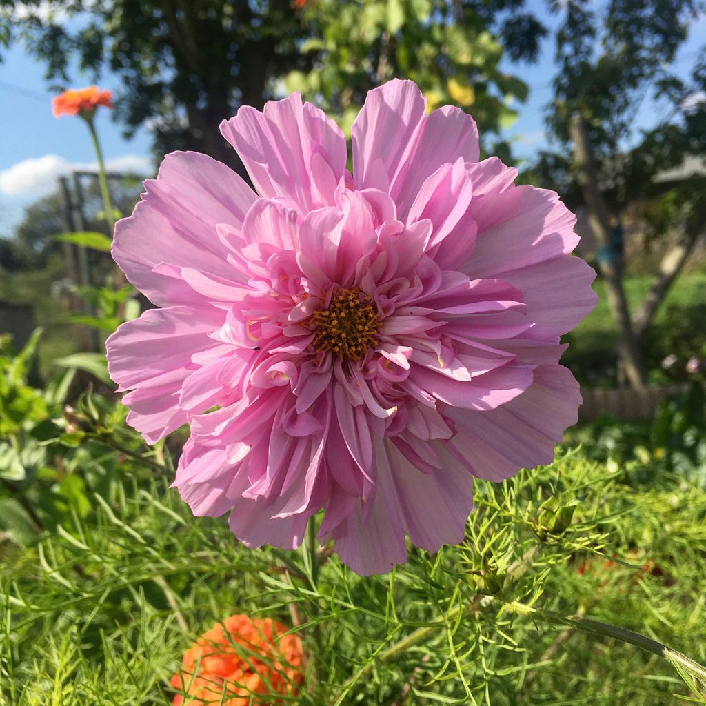 Cosmos