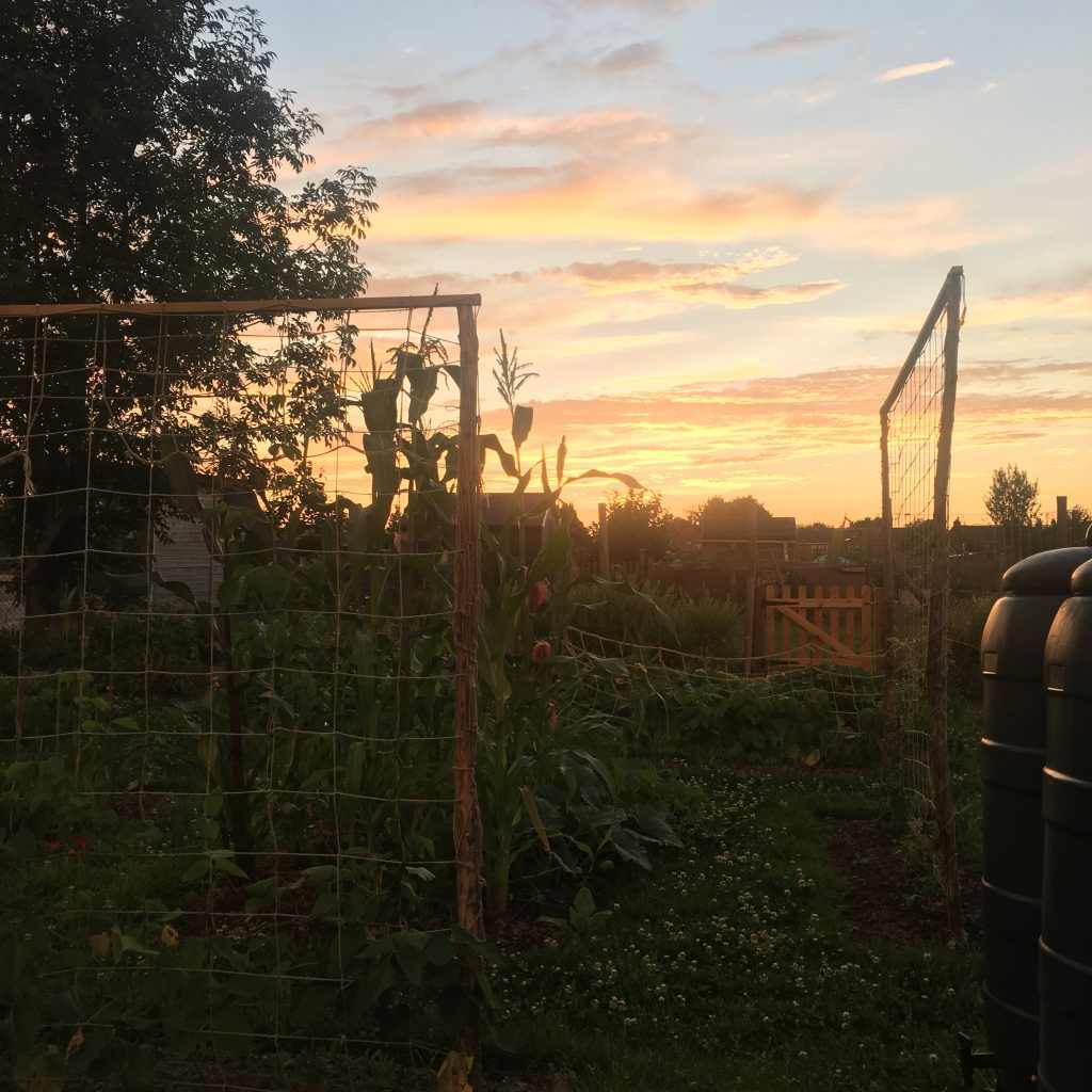 Sunset