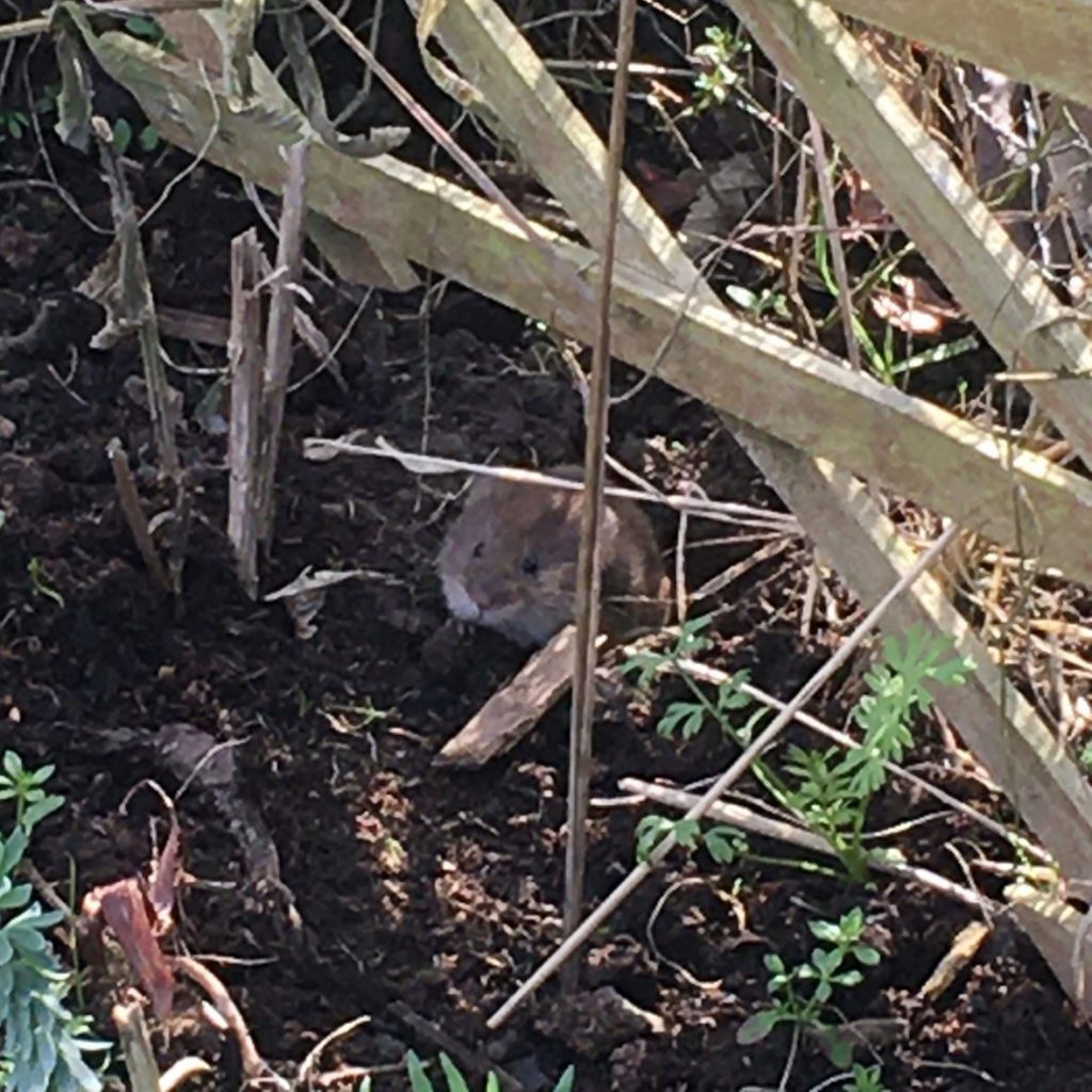 Field vole