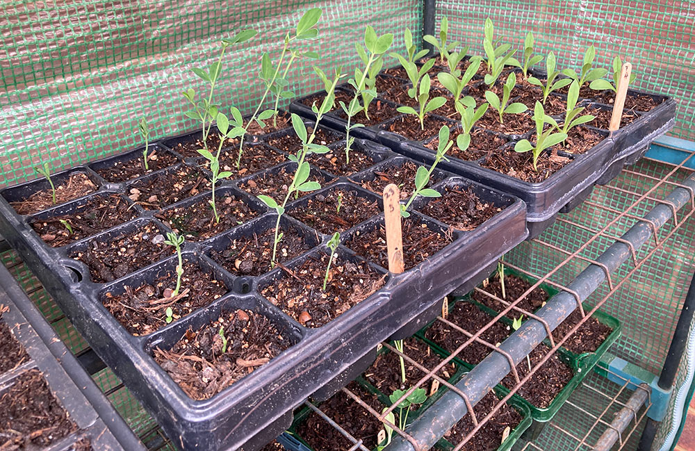 Sweet peas and corn cockle