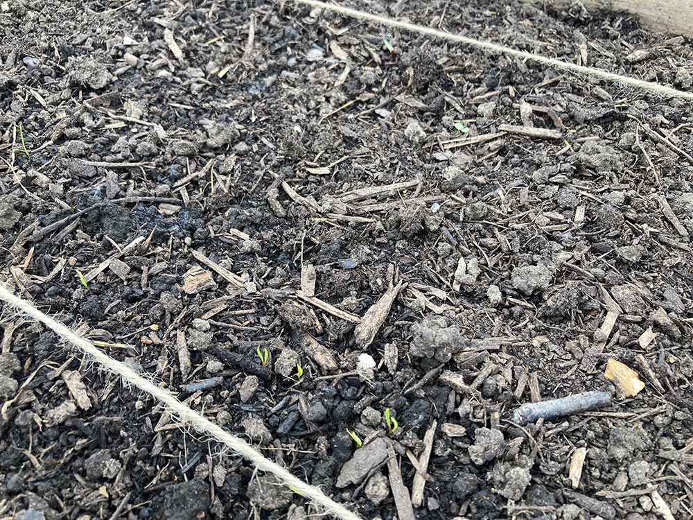 Carrots and beetroot coming
