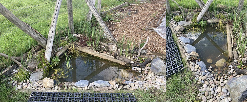 Pond