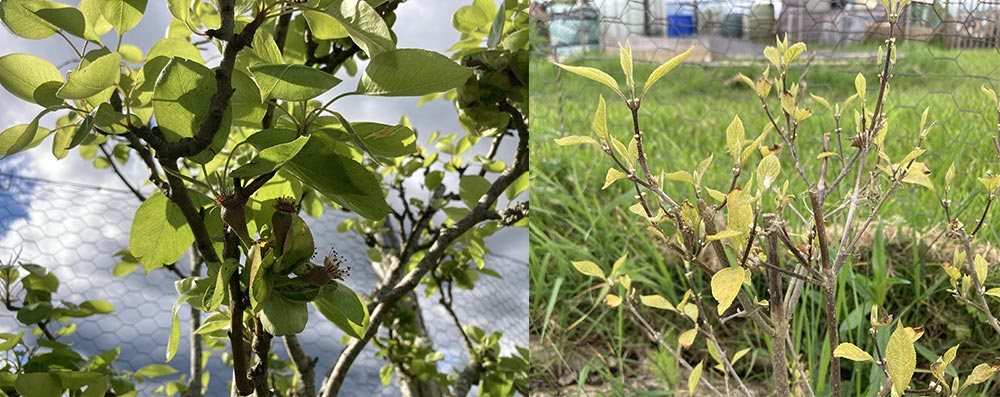 Pears and callicarpa