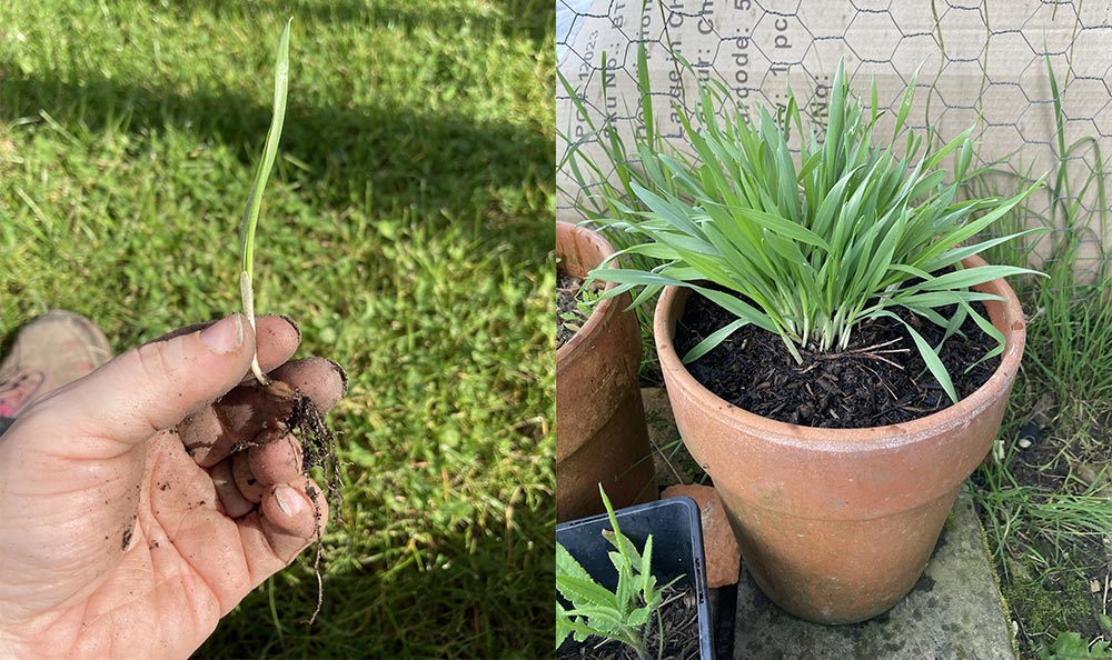 Mystery bulbs