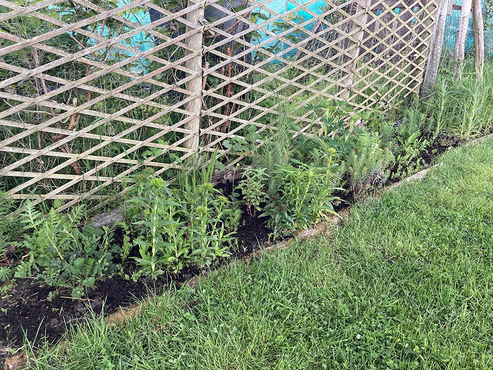 Trellis bed weeded and sown