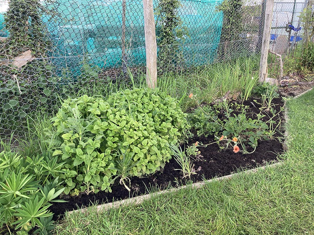 Triangle weeded and sown