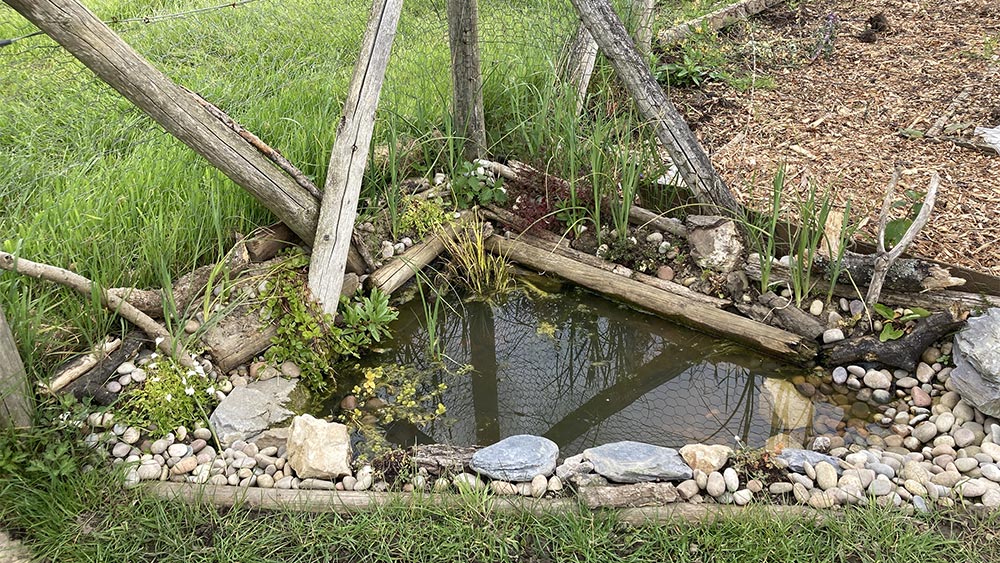 Pond