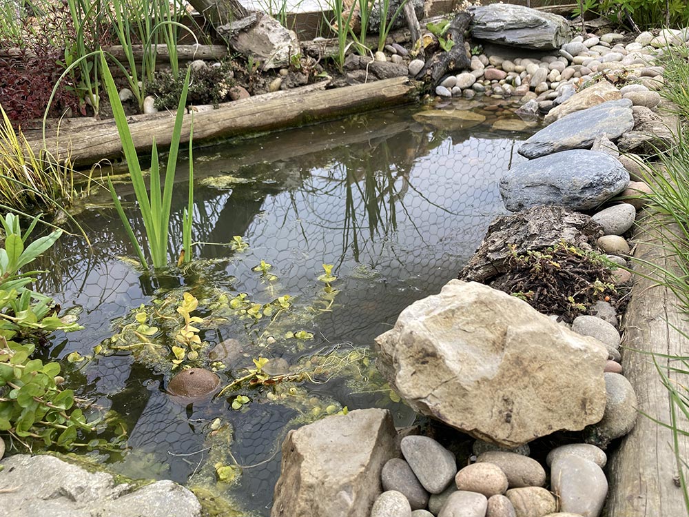 Pond looking amazing
