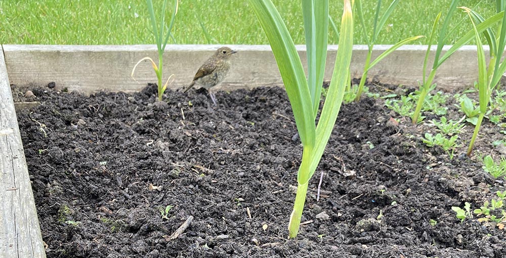 Baby robin