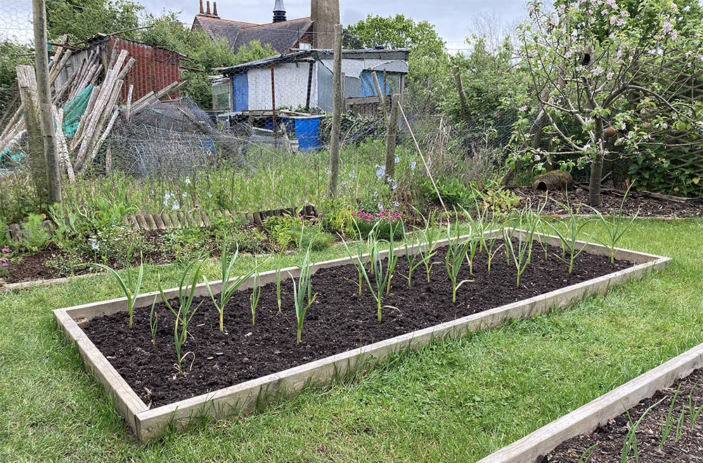 Garlic weeded
