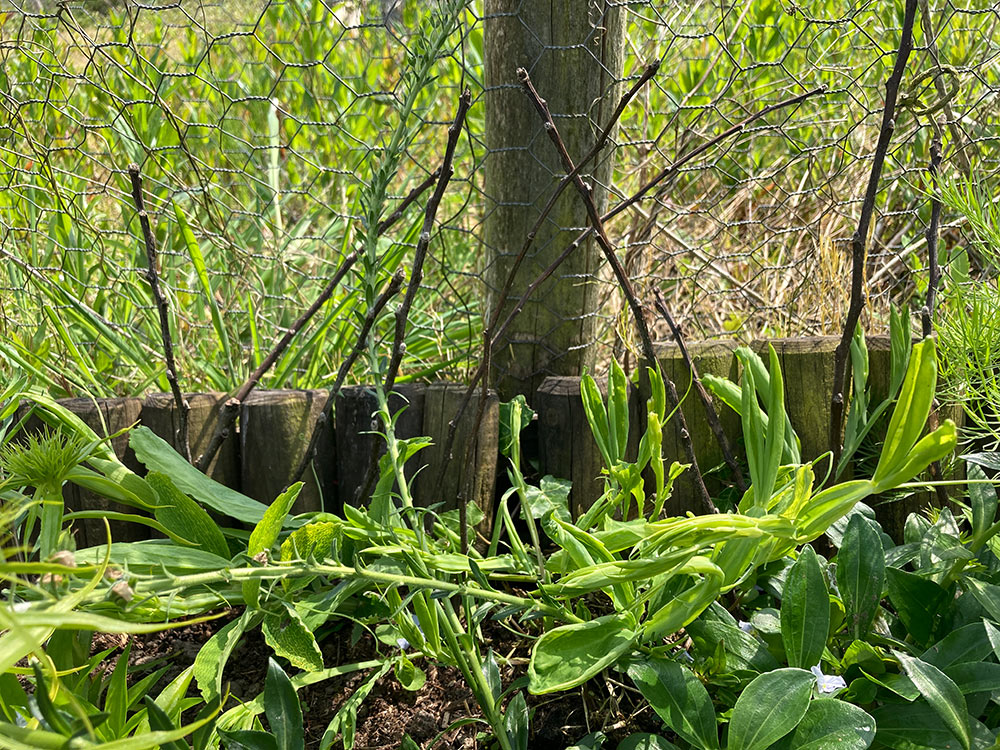 Pea sticks