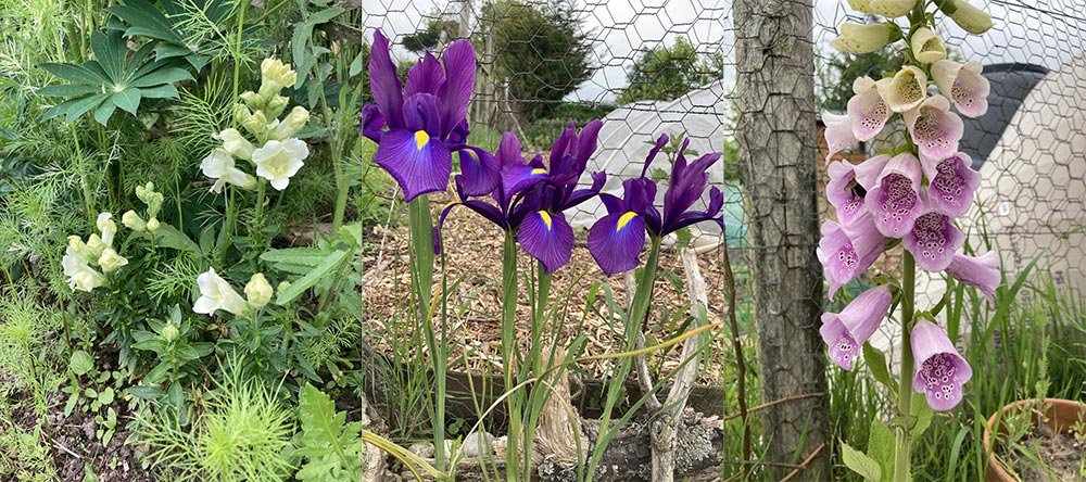 Flowers