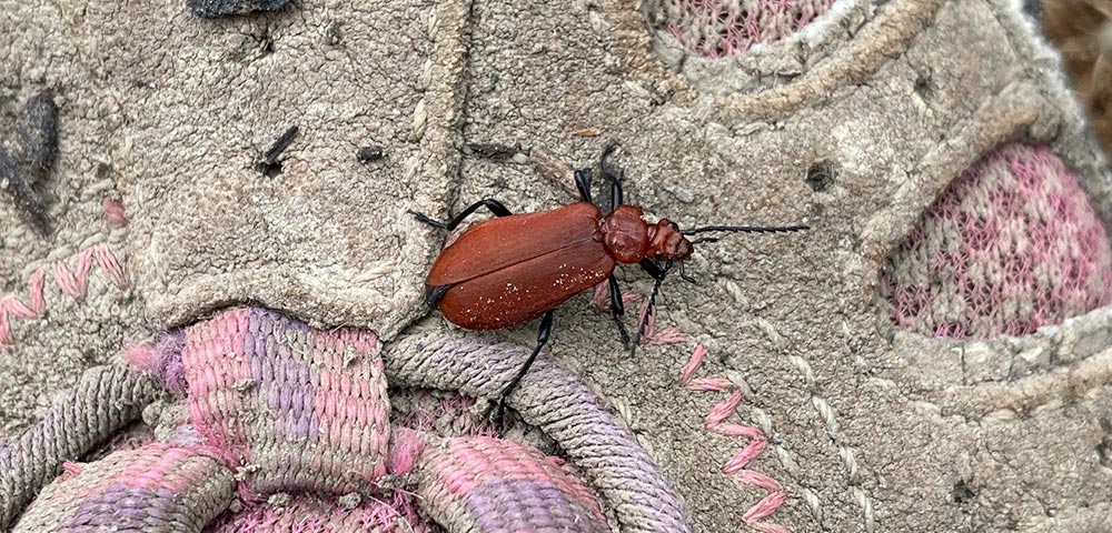 Red-headed cardinal beetle