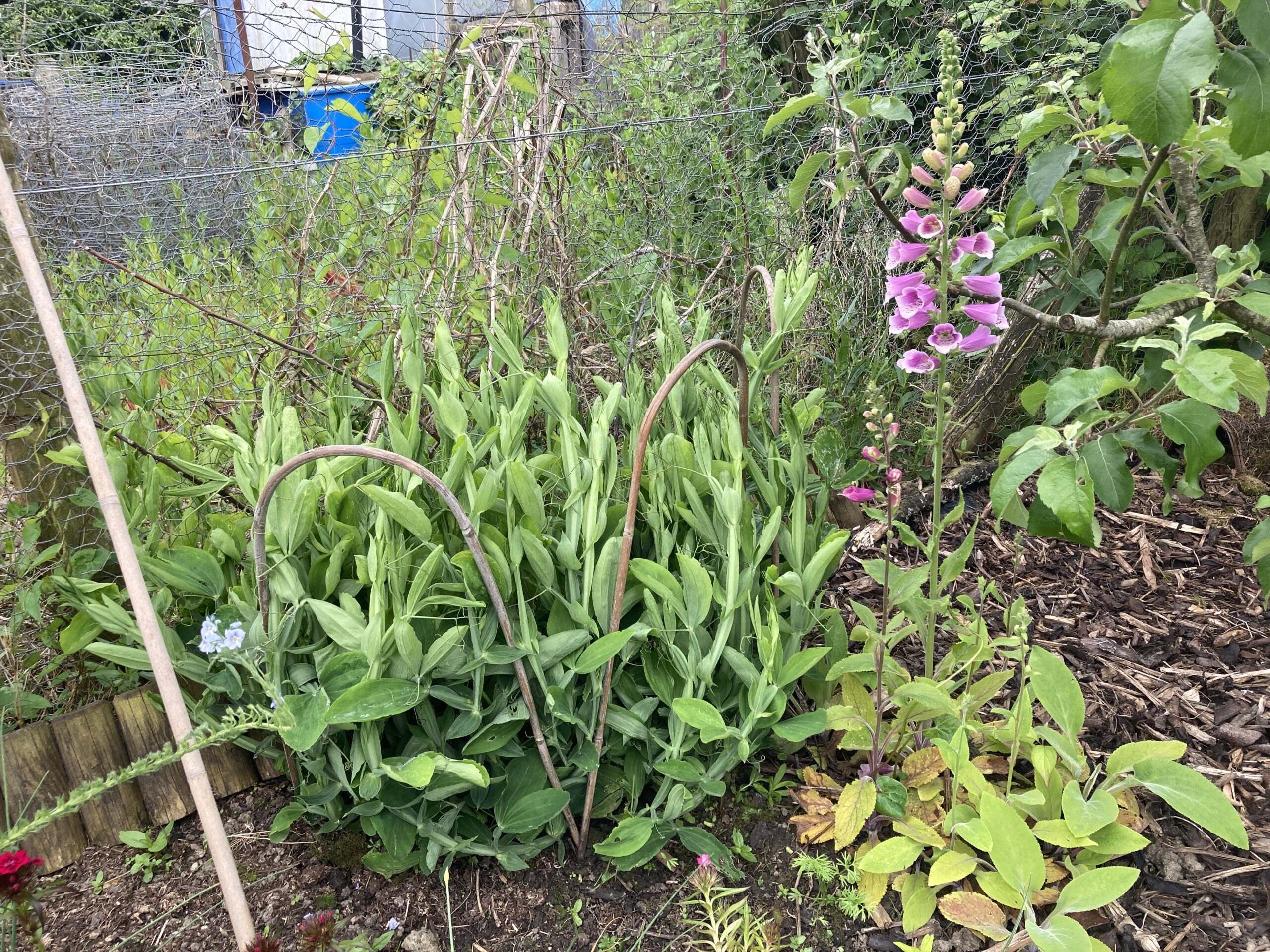 Everlasting peas
