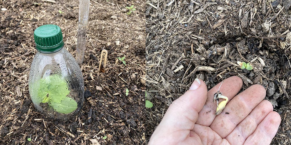 Cucumbers
