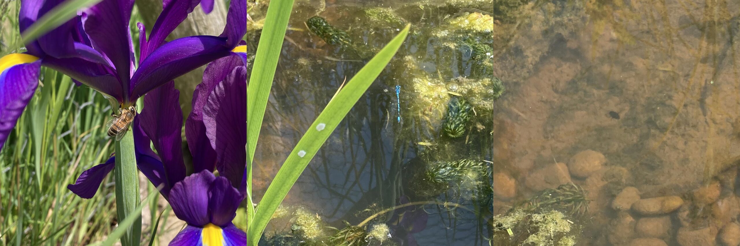 Pond wildlife