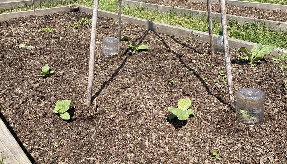 Cucumbers