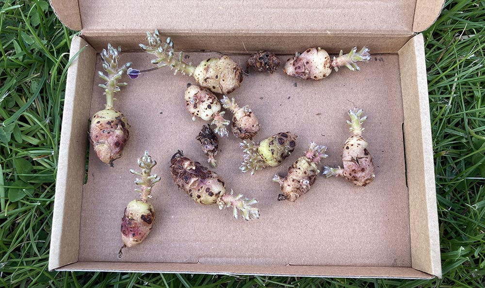 Oca