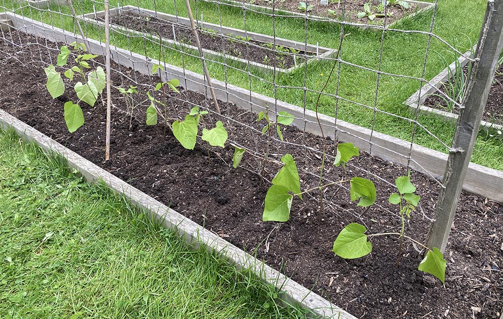 Runner beans