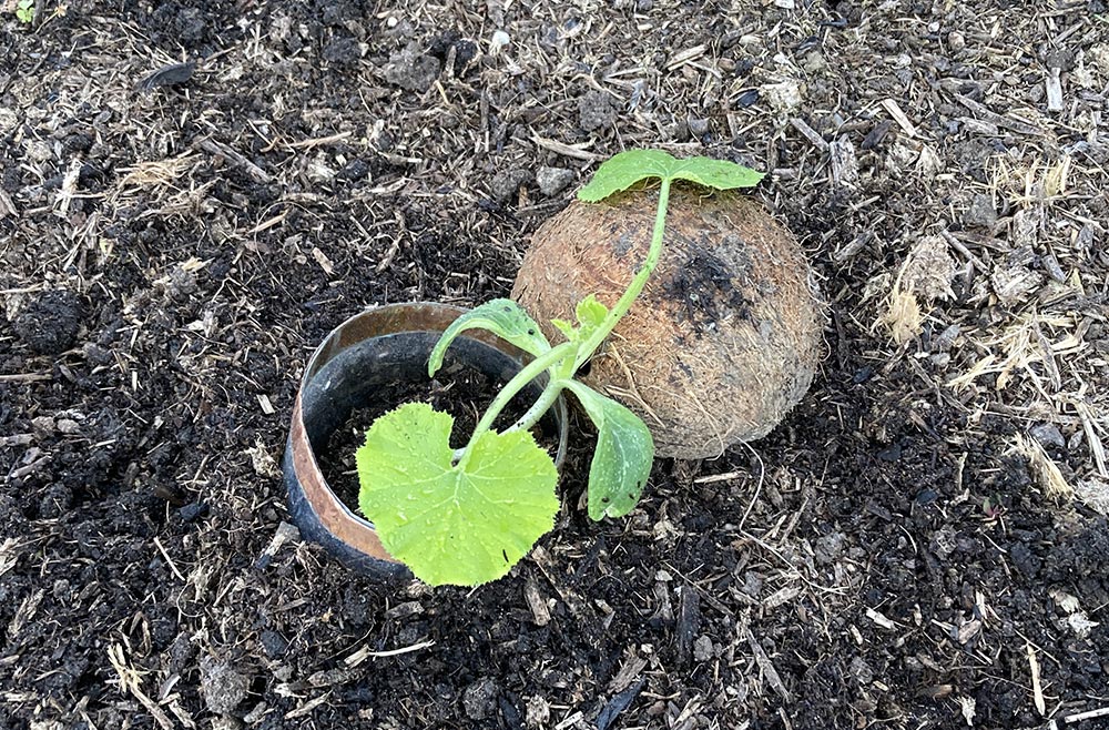 Courgette in