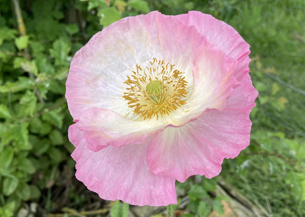 Pink poppy