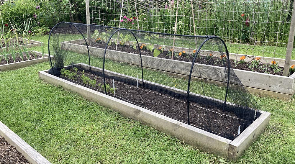 Cage over veg