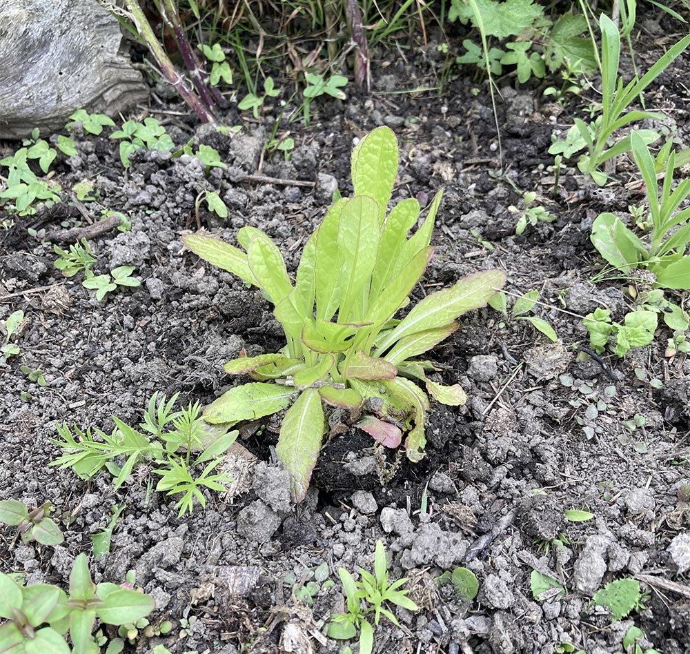 Teasel planted