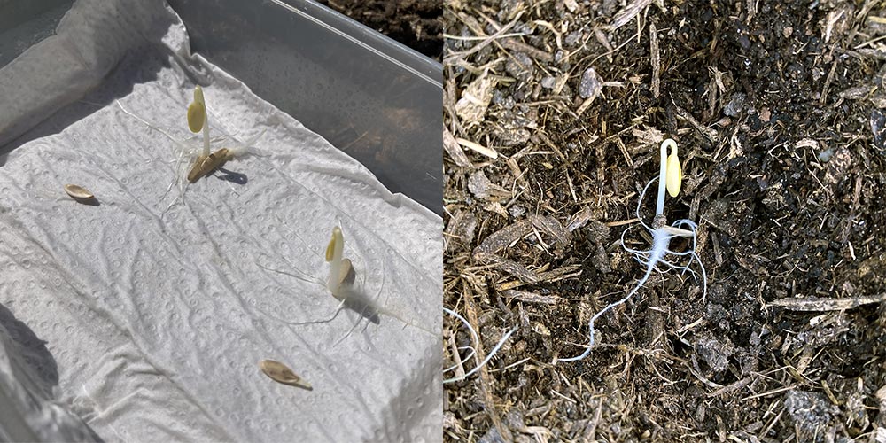 Cucumber seeds