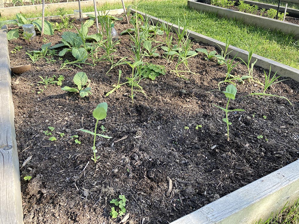 Zinnias