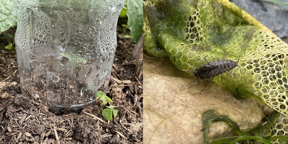 Cucumber and water louse
