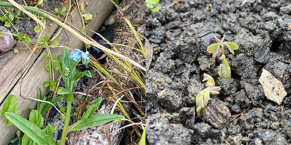 Forget me not and oca