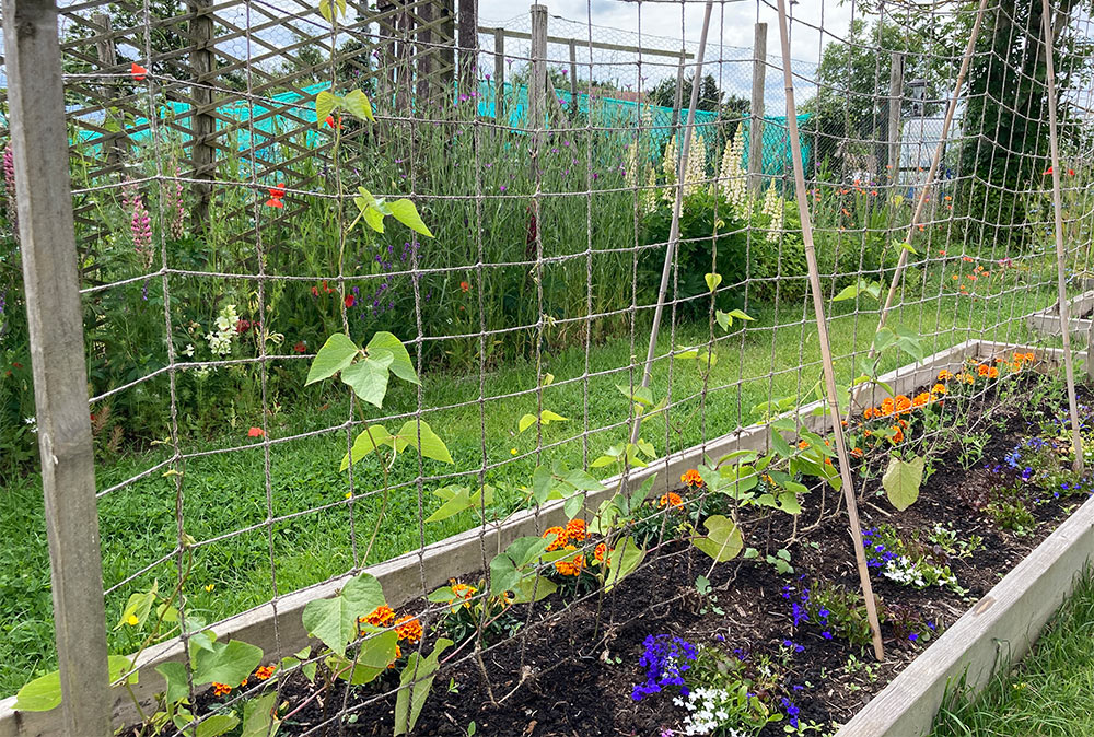 Beans growing