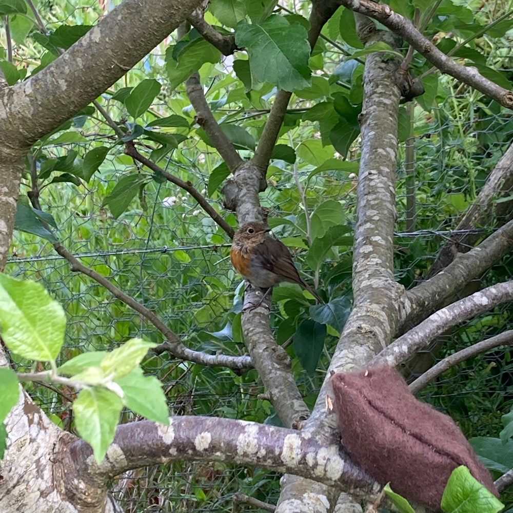 Baby robin