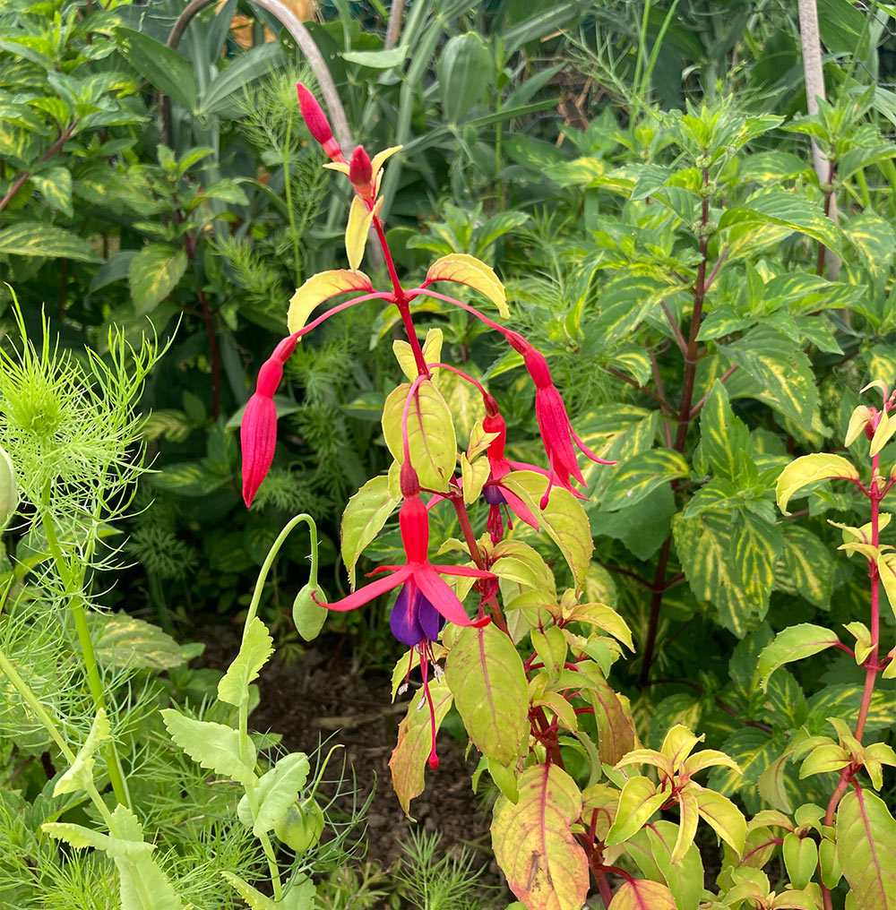New fuchsia