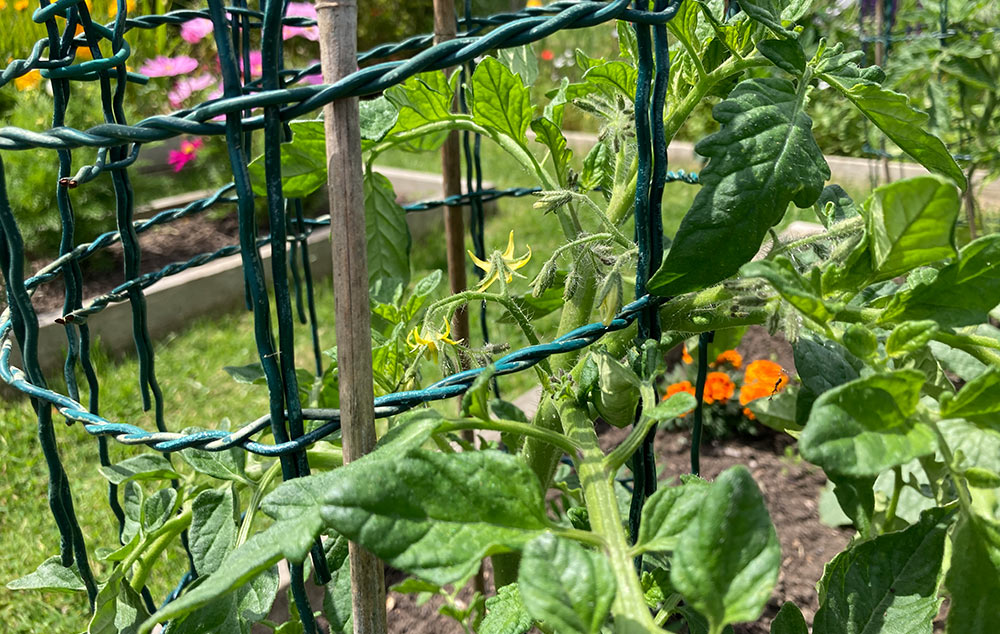 Tomato flowers