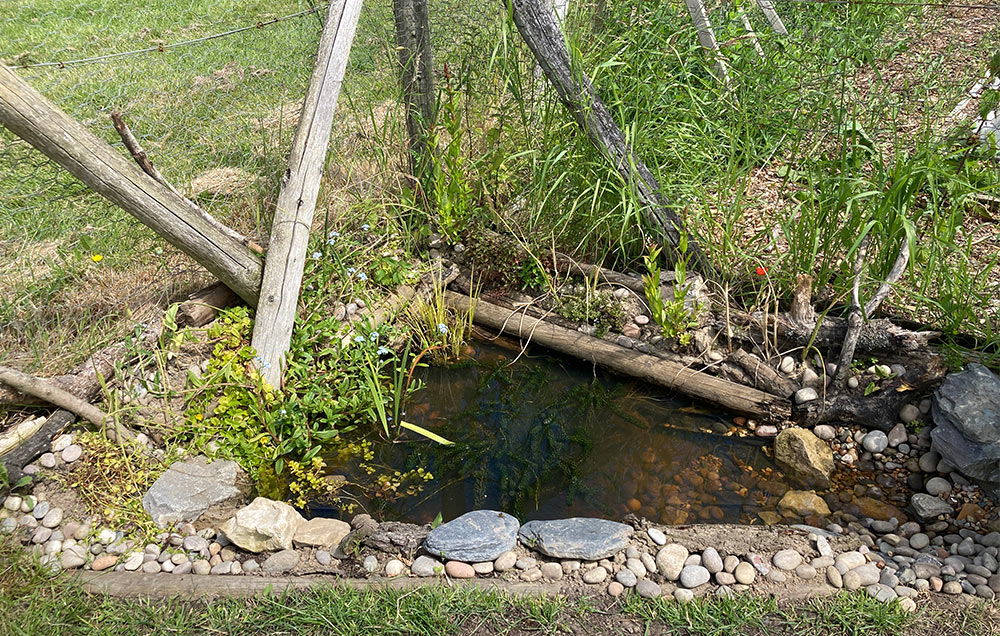 Pond in tact