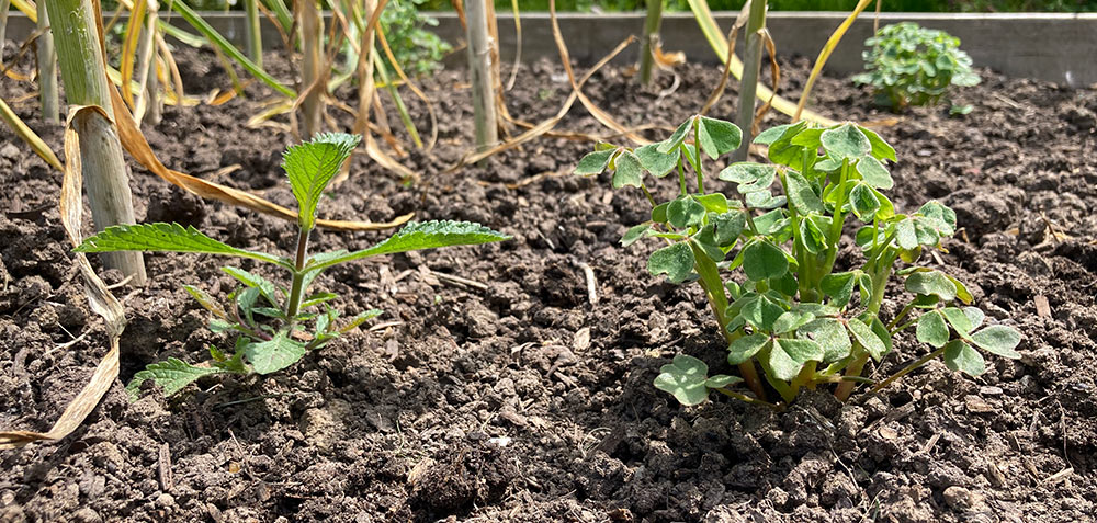 Verbena and oca
