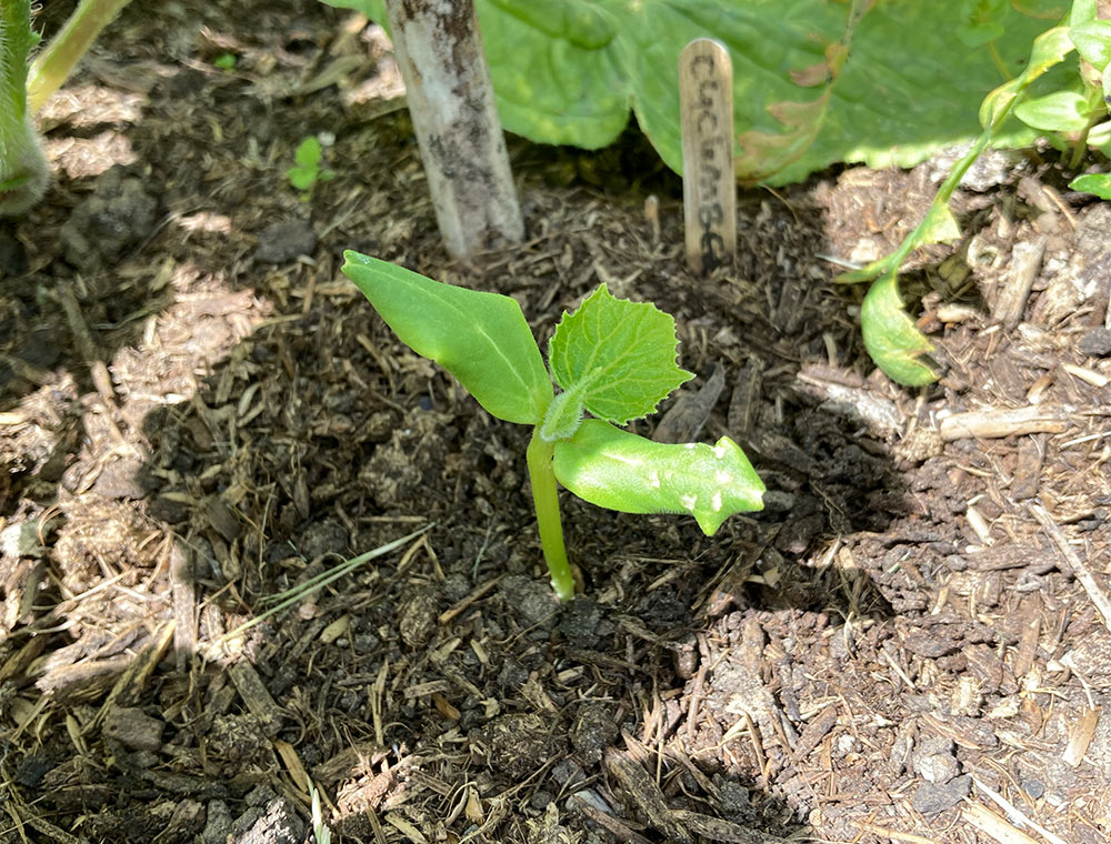 New cucumber