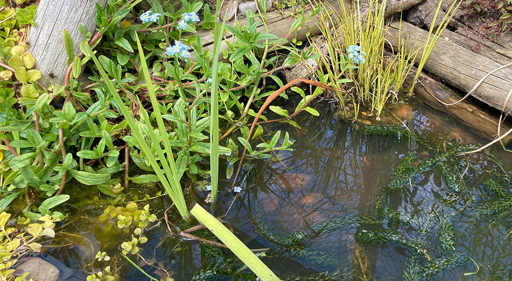 Pond skater