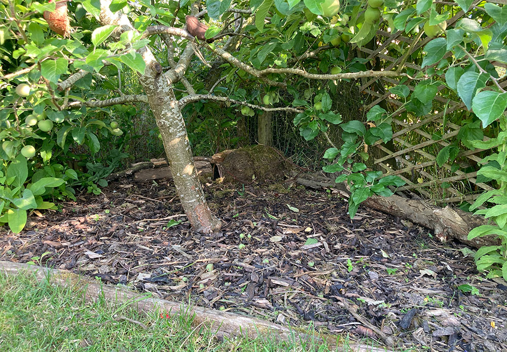 Apple tree cleared out