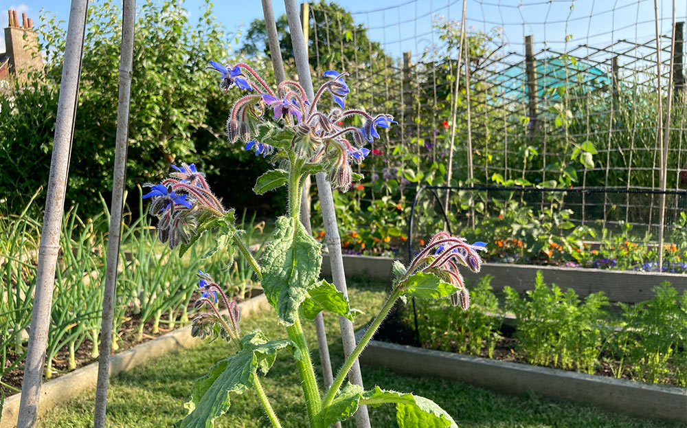 Borage opening